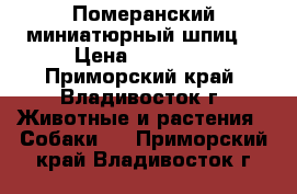 Померанский миниатюрный шпиц  › Цена ­ 15 000 - Приморский край, Владивосток г. Животные и растения » Собаки   . Приморский край,Владивосток г.